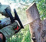Best Root Management and Removal  in Columbia, SC