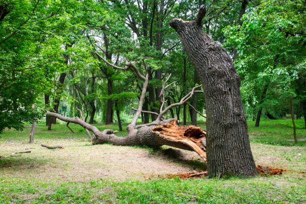 Best Tree Cabling and Bracing  in Columbia, SC