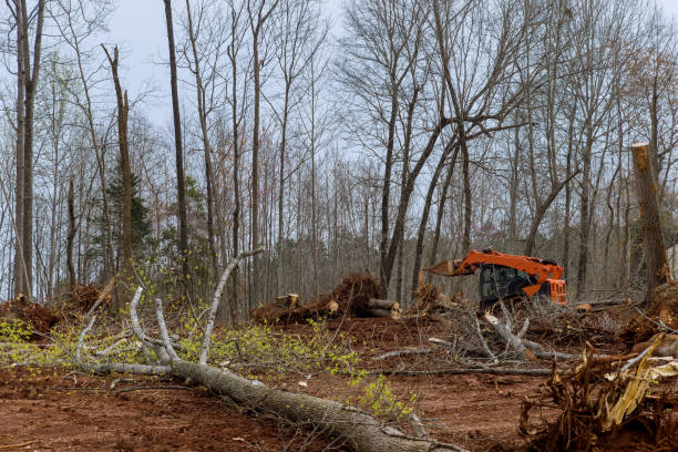  Columbia, SC Tree Care Pros