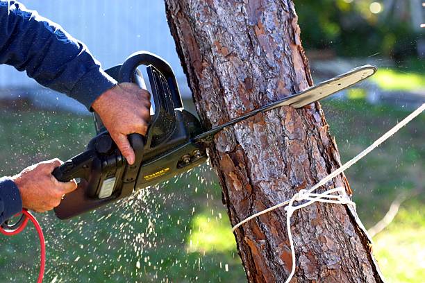 Best Stump Grinding and Removal  in Columbia, SC