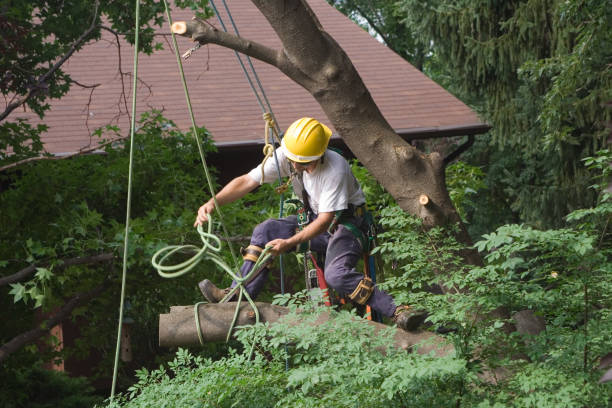 Best Tree Mulching  in Columbia, SC