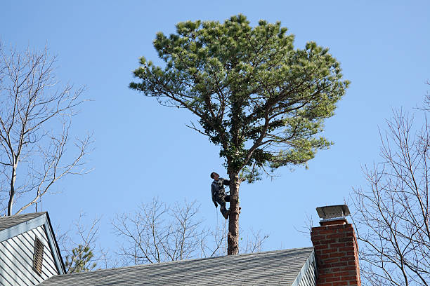 Best Lot and Land Clearing  in Columbia, SC
