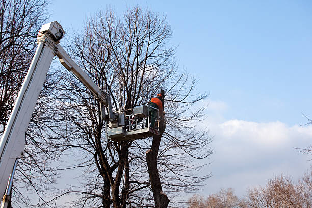 Best Tree Trimming and Pruning  in Columbia, SC