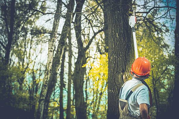 How Our Tree Care Process Works  in  Columbia, SC