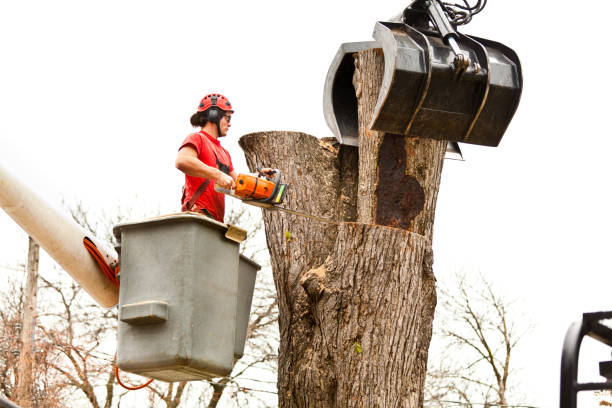 Best Tree Removal  in Columbia, SC